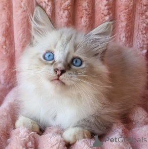 Photo №1. neva masquerade - à vendre en ville de Kyivets ' | 678€ | Annonce № 154385