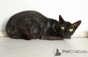 Photo №1. cornish rex - à vendre en ville de Khimki | Gratuit | Annonce № 165040