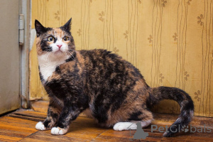 Photo №1.  - à vendre en ville de Rivière moscou | Gratuit | Annonce № 166041