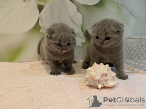 Photo №3. Des chatons Scottish Fold en bonne santé disponibles à l'adoption. Allemagne