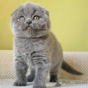 Photo №2 de l'annonce № 155489 de la vente scottish fold - acheter à Allemagne 