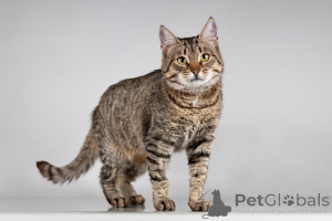 Photo №3. Beauty Caramel cherche un foyer.. Fédération de Russie