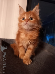 Photo №3. Chatons Maine Coon kissanpennut. La finlande