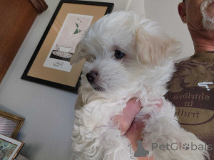 Photo №1. maltipu - à vendre en ville de Berlin | 900€ | Annonce №149841