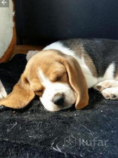 Photo №1. beagle - à vendre en ville de  | 226€ | Annonce №4383