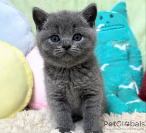 Photo №2 de l'annonce № 122119 de la vente british shorthair - acheter à USA 