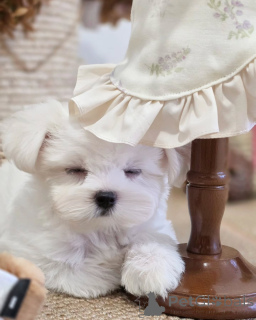 Photo №3. D'adorables chiots Bichons maltais cherchez un foyer aimant !. France