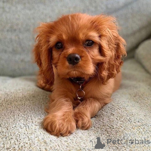 Photo №1. cavalier king charles spaniel - à vendre en ville de Hudiksvall | 1000€ | Annonce №168262