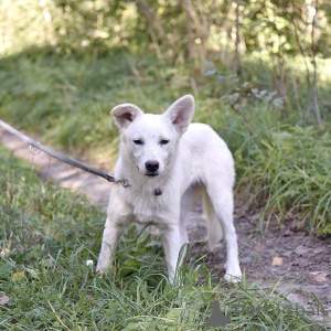 Photos supplémentaires: La chienne blanche Gerda recherche une famille aimante.