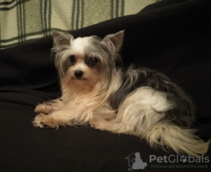 Photo №1. biewer yorkshire terrier - à vendre en ville de Saint-Pétersbourg | 225€ | Annonce №8737