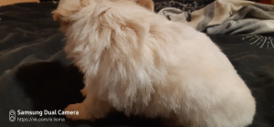 Photo №3. Chihuahua garçons. Fédération de Russie