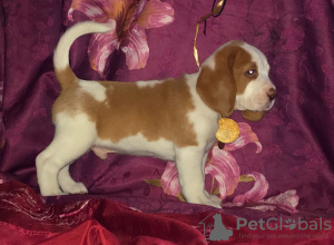 Photo №4. Je vais vendre beagle en ville de Москва. de la fourrière - prix - 602€