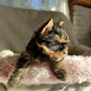Photo №2 de l'annonce № 148568 de la vente yorkshire terrier - acheter à Allemagne éleveur