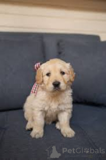 Photo №1. golden retriever - à vendre en ville de Bruxelles | 700€ | Annonce №165234