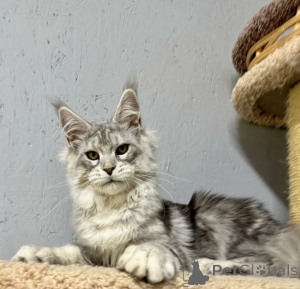 Photo №1. maine coon - à vendre en ville de Baden-Baden | 990€ | Annonce № 163718