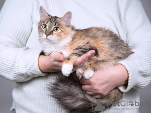 Photos supplémentaires: Chat affectueux drôle Goldie.