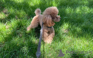 Photo №3. Bonjour. J'ai un chiot. (Caniche) Elle est blanche. Elle est Toy, son poids est. Arménie