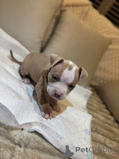 Photo №2 de l'annonce № 135169 de la vente american bully - acheter à Allemagne 