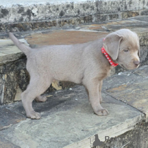 Photo №3. Labrador Retriever Mâle 7 semaines Prêt d'ici le 30 mars. Allemagne