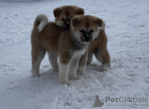 Photo №1. akita (chien) - à vendre en ville de Tver | négocié | Annonce №8714