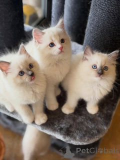 Photo №1. ragdoll - à vendre en ville de Hallein | négocié | Annonce № 167320