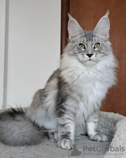 Photo №1. maine coon - à vendre en ville de Helsinki | négocié | Annonce № 125038