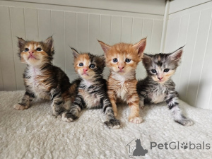 Photo №1. maine coon - à vendre en ville de Grains | négocié | Annonce № 161160