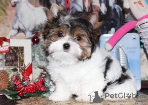 Photo №2 de l'annonce № 125797 de la vente shih tzu - acheter à Suisse 