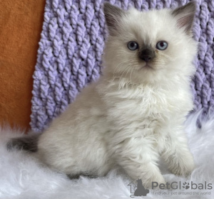 Photo №1. ragdoll - à vendre en ville de New york | 237€ | Annonce № 104314