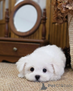 Photo №1. bichon maltais - à vendre en ville de Lille | négocié | Annonce №174874