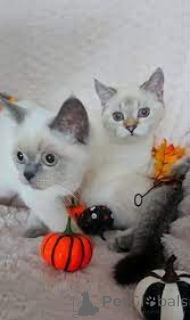 Photo №1. scottish straight - à vendre en ville de Vienne | 580€ | Annonce № 163818