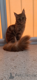 Photo №4. Je vais vendre maine coon en ville de Gelendzhik. éleveur - prix - 377€