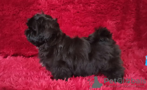 Photo №4. Je vais vendre shih tzu en ville de Долинская. éleveur - prix - négocié