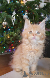 Photo №3. Chatons Maine Coon de race pure disponibles à l'adoption. Allemagne