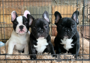 Photo №1. bouledogue - à vendre en ville de Cracovie | 331€ | Annonce №114821