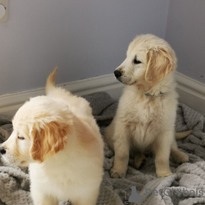 Photos supplémentaires: Chiots Golden retriever de race disponible maintenant pour les foyers aimants