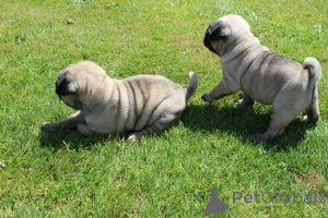 Photo №2 de l'annonce № 137917 de la vente  - acheter à Allemagne 