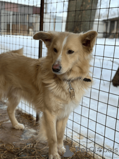 Photo №3. À la recherche d'une personne aimante, le chien Potap.. Fédération de Russie