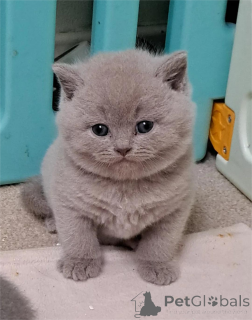 Photo №2 de l'annonce № 153587 de la vente british shorthair - acheter à Allemagne 
