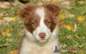 Photo №3. Acheter Border Collie-puppy. Pays Bas