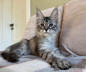 Photo №1. maine coon - à vendre en ville de Collège | négocié | Annonce № 155697