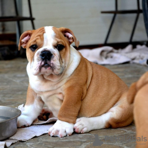 Photos supplémentaires: Bouledogue anglais, race supérieure