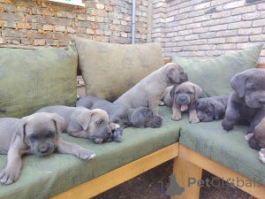 Photo №2 de l'annonce № 149315 de la vente cane corso - acheter à Serbie éleveur