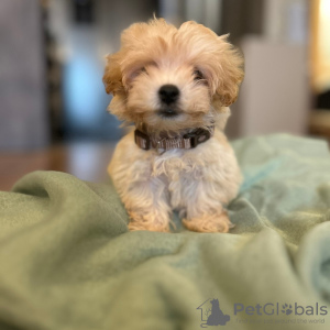 Photo №3. Chiots Maltipoo. Serbie