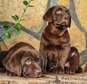 Photo №1. labrador retriever - à vendre en ville de Varsovie | 800€ | Annonce №63324