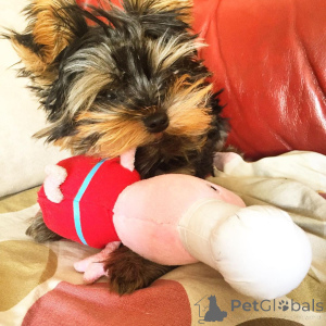 Photo №2 de l'annonce № 163243 de la vente  - acheter à La Grande-Bretagne 