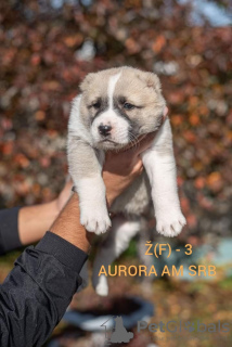 Photos supplémentaires: Chiots de chien de berger d'Asie centrale