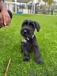 Photo №3. chiots schnauzer à vendre. Allemagne