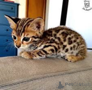 Photo №2 de l'annonce № 171030 de la vente bengal - acheter à La finlande annonce privée, éleveur