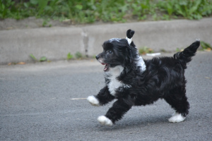 Photo №4. Je vais vendre chien chinois à crête en ville de Saint-Pétersbourg. éleveur - prix - négocié